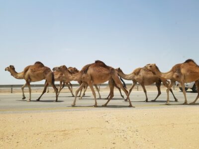 1頭で1億円以上のラクダも。ラクダで「資産形成」をする砂漠の遊牧民たち | 進め！中東探検隊