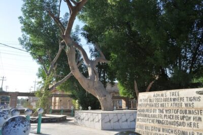 アダムの木