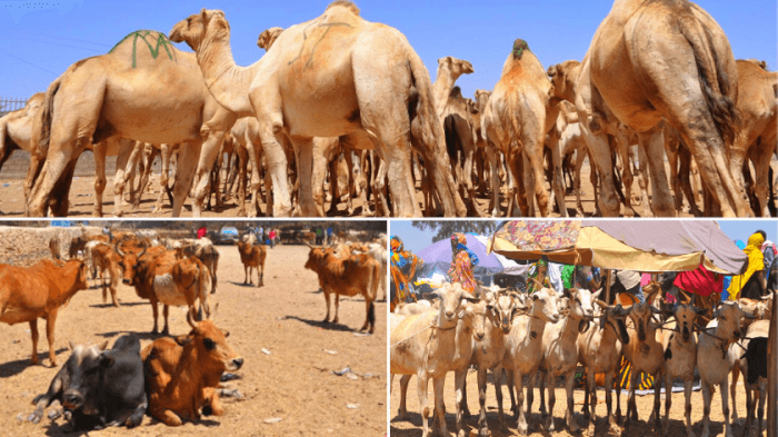 ソマリランドの家畜マーケット