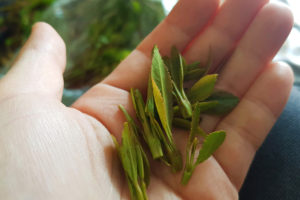 覚醒植物カートの葉っぱ